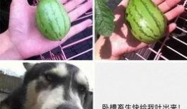 吃瓜娱乐图片搞笑版大全,笑料横生！吃瓜娱乐搞笑图片大盘点